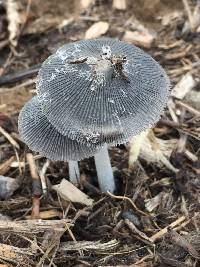 Coprinopsis lagopus image