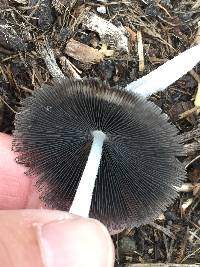 Coprinopsis lagopus image