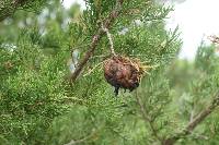 Gymnosporangium juniperi-virginianae image