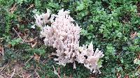 Clavulina coralloides image