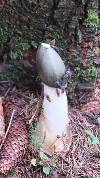 Phallus impudicus var. impudicus image