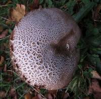 Leccinum scabrum image