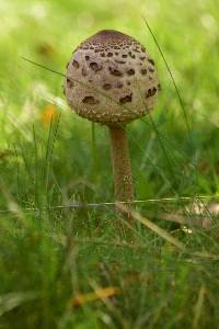 Macrolepiota procera var. procera image