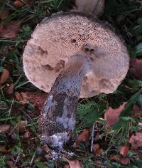 Leccinum scabrum image