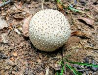 Lycoperdon perlatum image