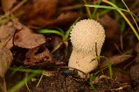 Lycoperdon perlatum image