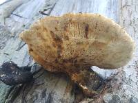 Polyporus squamosus image