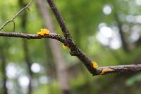 Tremella mesenterica image