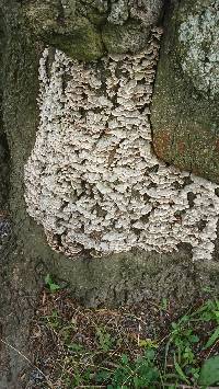 Trametes versicolor image