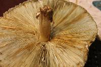 Chlorophyllum molybdites image