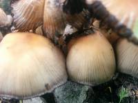 Coprinellus micaceus image