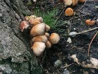 Coprinellus micaceus image