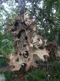 Lobaria pulmonaria image