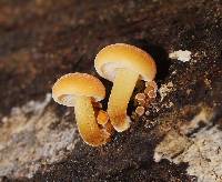 Flammulina velutipes image