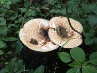 Polyporus squamosus image