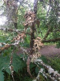 Lobaria pulmonaria image