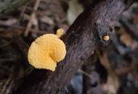 Favolaschia calocera image