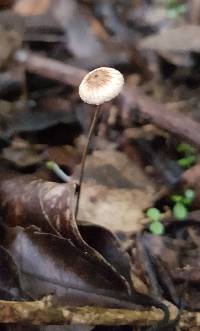 Crinipellis procera image