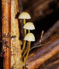 Mycena epipterygia image