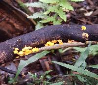 Favolaschia calocera image