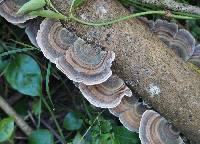 Trametes versicolor image