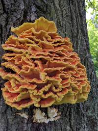 Laetiporus sulphureus image