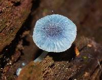 Mycena interrupta image