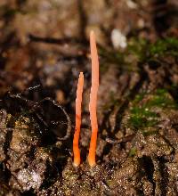 Clavulinopsis corallinorosacea image