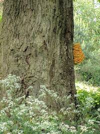 Laetiporus sulphureus image