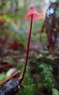 Mycena ura image