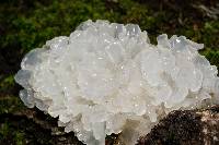 Tremella fuciformis image