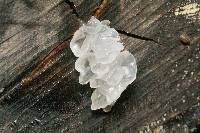 Tremella fuciformis image