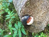 Fomitopsis pinicola image