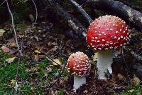 Amanita muscaria image