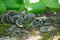 Trametes versicolor image