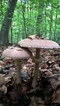 Macrolepiota procera var. procera image