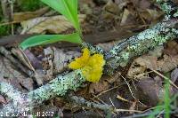 Tremella mesenterica image