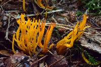 Calocera viscosa image