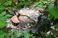 Xylaria polymorpha image