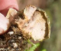 Trametes versicolor image