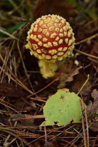 Amanita muscaria image