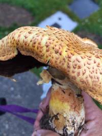 Agaricus augustus image