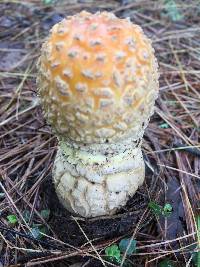 Amanita muscaria var. guessowii image