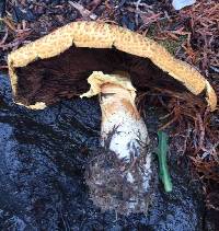 Agaricus augustus image