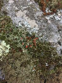 Cladonia cristatella image