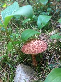 Suillus pictus image