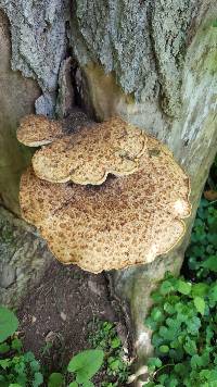 Polyporus squamosus image