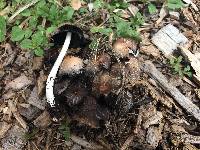 Coprinellus micaceus image