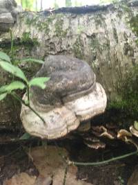 Fomes fomentarius image