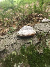 Fomes fomentarius image